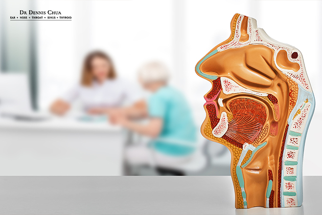 3D model of the human ear nose throat